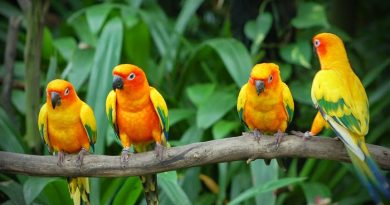 Karnala-Bird-Sanctuary