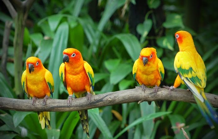 Karnala-Bird-Sanctuary