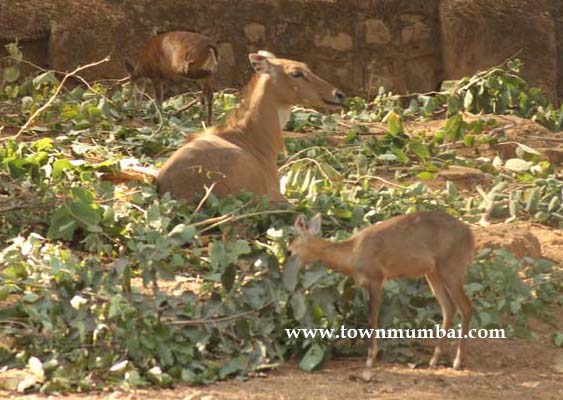 SanjayGandhi National Park 8